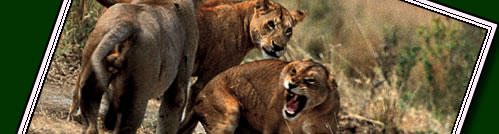Our Safaris portfolio specialise in Off the Beaten Track Safaris.